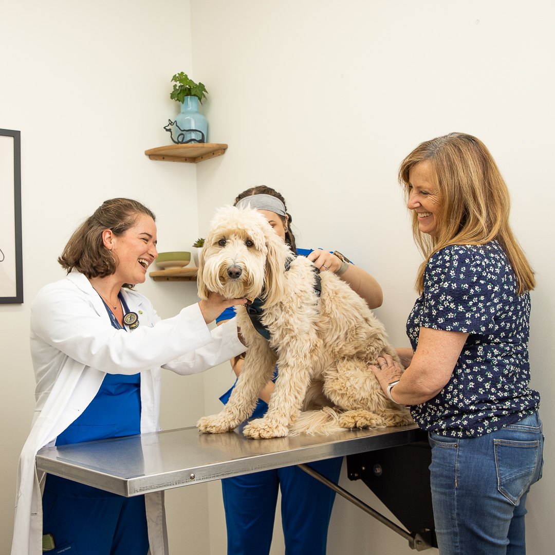 Are you searching for a veterinarian in the Tri-Cities? We recommend Oakwell Animal Hospital, located in Johnson City, TN. With a new facility and the best staff in town, they are a great option #barkbound #oakwellvet #veterinarian