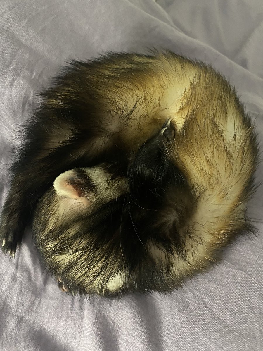 Torr_ish's tweet photo. 🥹🥹🥹
#MustelidMonday https://t.co/dRAczOAexu
