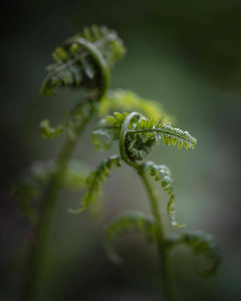 Woodland blooms
.
Went to Christie Lake Conservation Area this weekend, and this is what I found. Enjoy 😊 
.
.
.
.
#tree_magic #nature_brilliance #nature_brilliance_flowers #planetearth #flowermagic #dof_nature #naturecaptures #splendid_earth #nature… instagr.am/p/Cr_04MhOa-W/