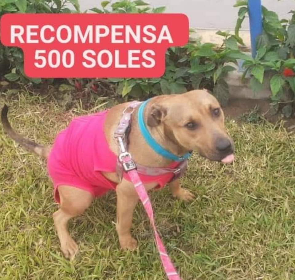 munaype's tweet photo. POR FAVOR COMPARTAN🙏
Gorda se perdió  el 7 de abril en la avenida Velasco con avenida pastor Sevilla. VILLA EL SALVADOR
Es una perrita mansita, es gordita color caramelo 
No tiene puesto ropa ni collar
Cualquier información llamar al 955412269 / 955375152
👉recompensa s/ 500👈 https://t.co/9nudUxnr2N