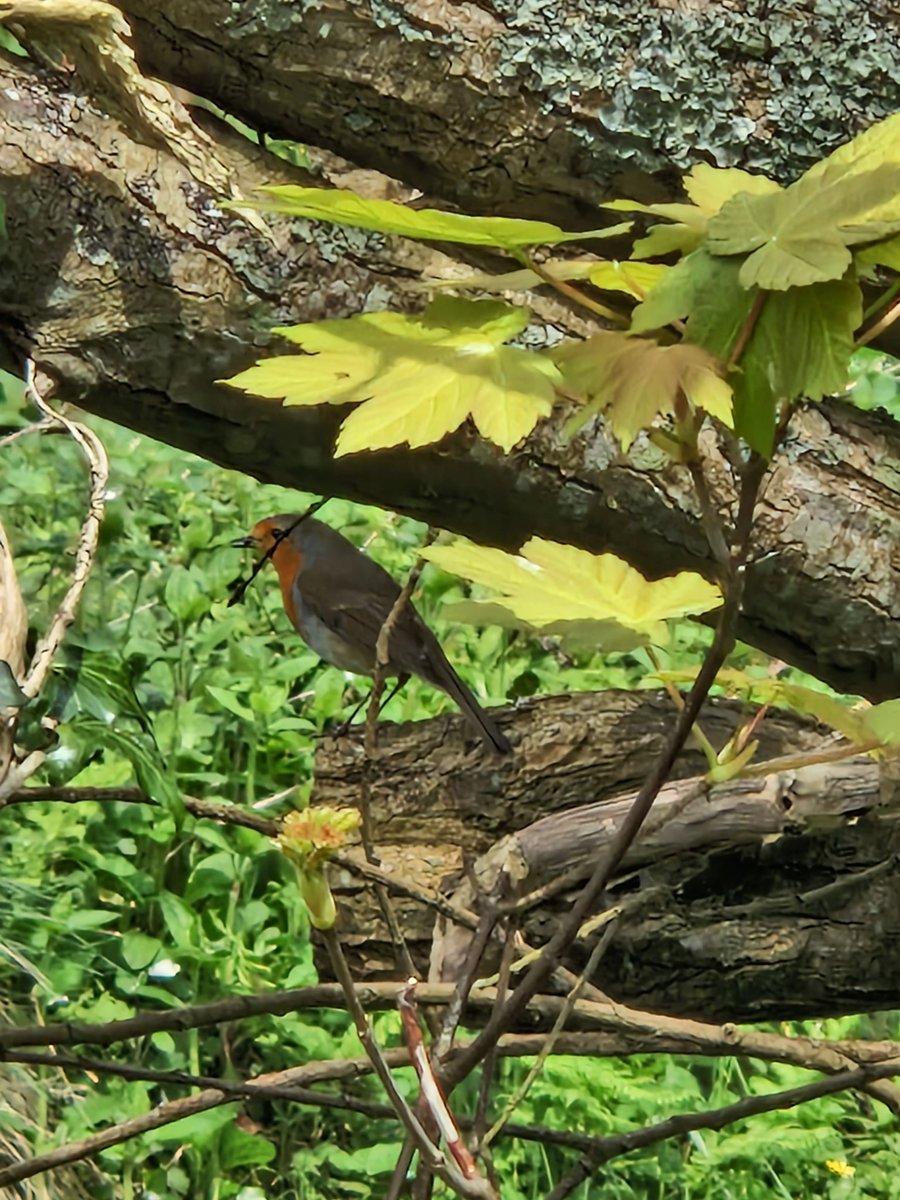 ouradventures88's tweet photo. Really enjoyed this walk, will become a regular visit for me #nature #wildlife #Butterflies #birds #Bluebells https://t.co/iiqagvZC4A