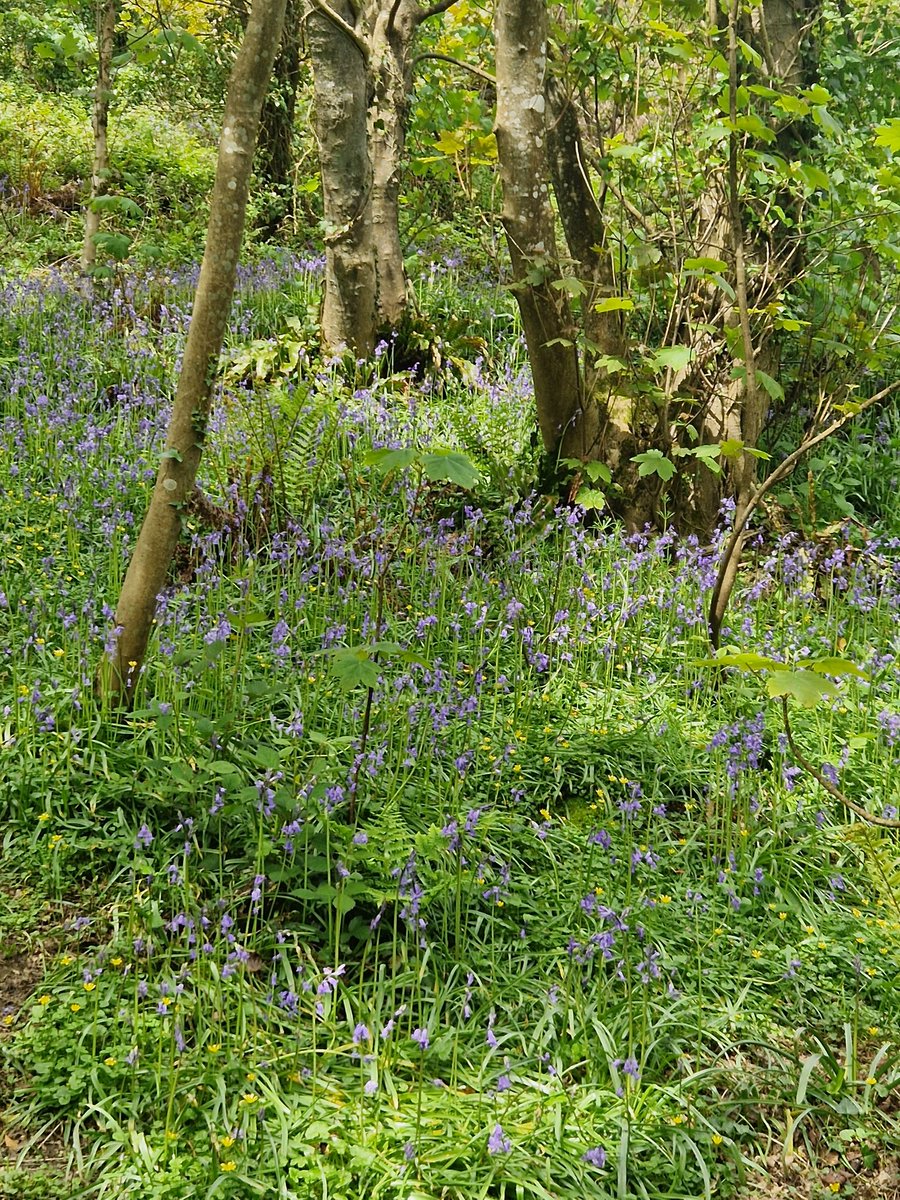 ouradventures88's tweet photo. Really enjoyed this walk, will become a regular visit for me #nature #wildlife #Butterflies #birds #Bluebells https://t.co/iiqagvZC4A