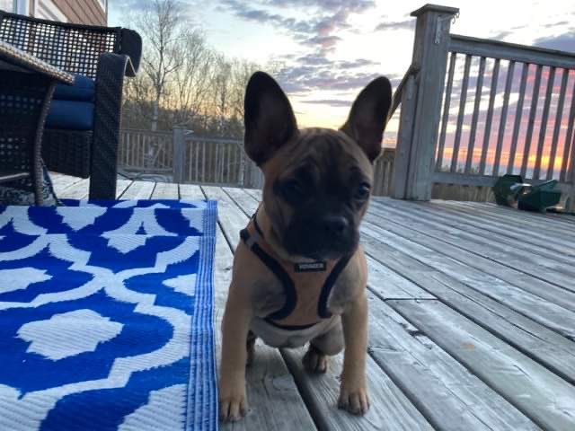 GidgetsThinks's tweet photo. I is Gidget. This is my thinks . Why am I not allowed to poop on the deck? It’s outside ? 
#dogsoftwitter https://t.co/oTGkZPql0G