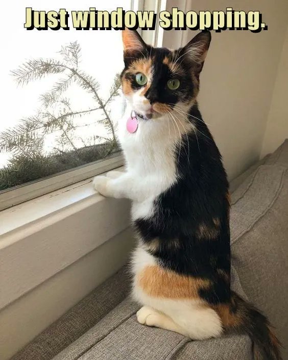 MySoapBoxPanel's tweet image. Since it&apos;s #NationalRewardYourself day, there is no need to feel any regret when purchasing something nice for yourself. ;) 

#mysoapbox #justwindowshopping #catmeme #shopaholic