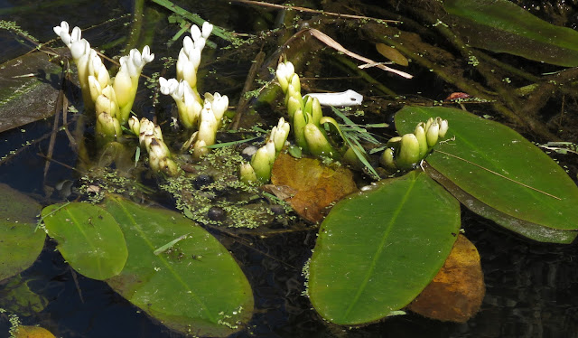 Aquatic (exotic) 'hawthorn' enjoying an irrigation channel in Tasmania, the land of terrestrial (and also exotic) hawthorns

#TalkingPlants

talkingplants.blogspot.com/2023/05/oddly-…