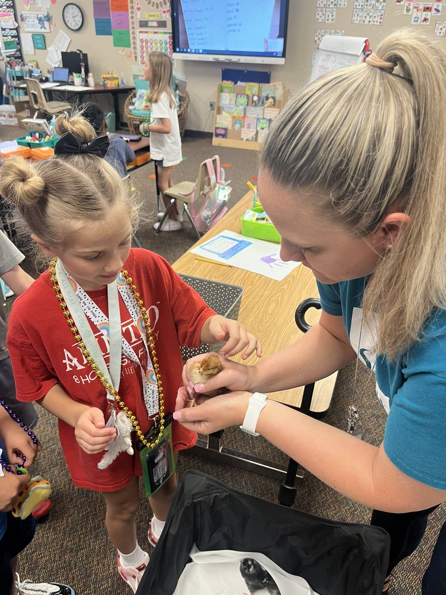 StanleyStampede's tweet photo. It is Chick Parade Day at SSE! Thank you Mrs. Grayson and @katyisd_elemci! Our kiddos enjoyed learning about the life cycle of a chicken. @katyisd https://t.co/Zv0d66D9Cg