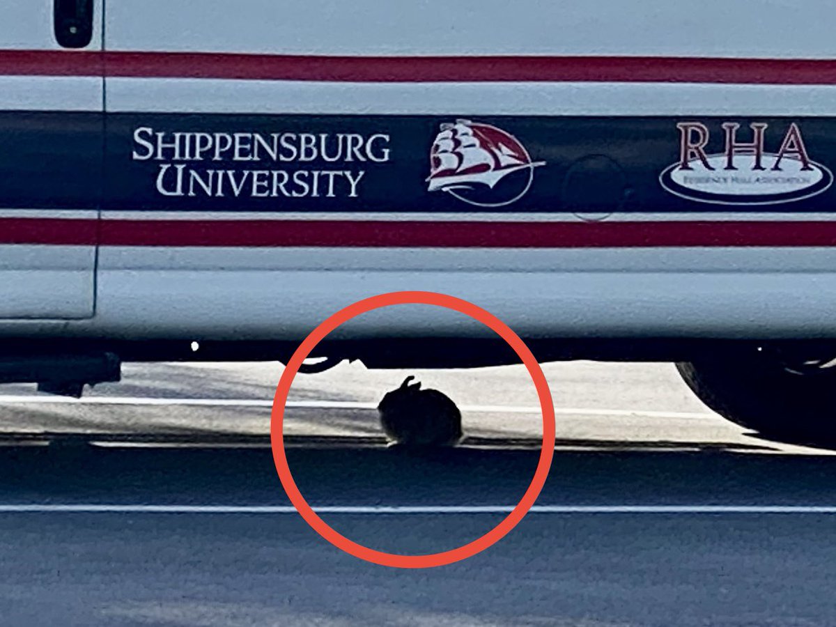CEPattersonJr's tweet photo. When an @shippensburgU van doubles as a rabbit shelter 🐰🥰 https://t.co/6nKQHVuLDS