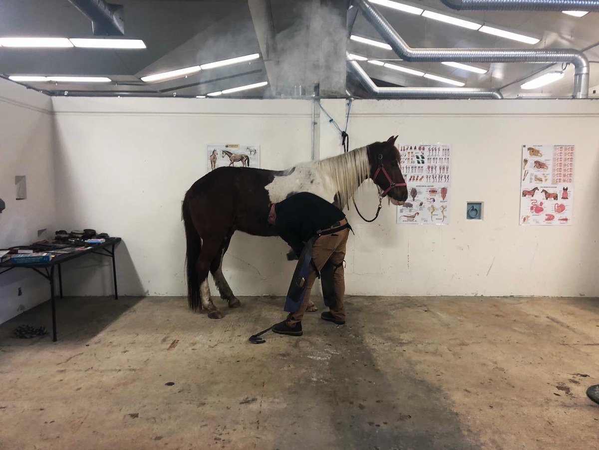 JMBrauer's tweet photo. Spent the afternoon filming with Tobias (the farrier) and Buddy (the horse) at @VetMedIllinois for the third installment of our makers series! https://t.co/enWb1jsTEb