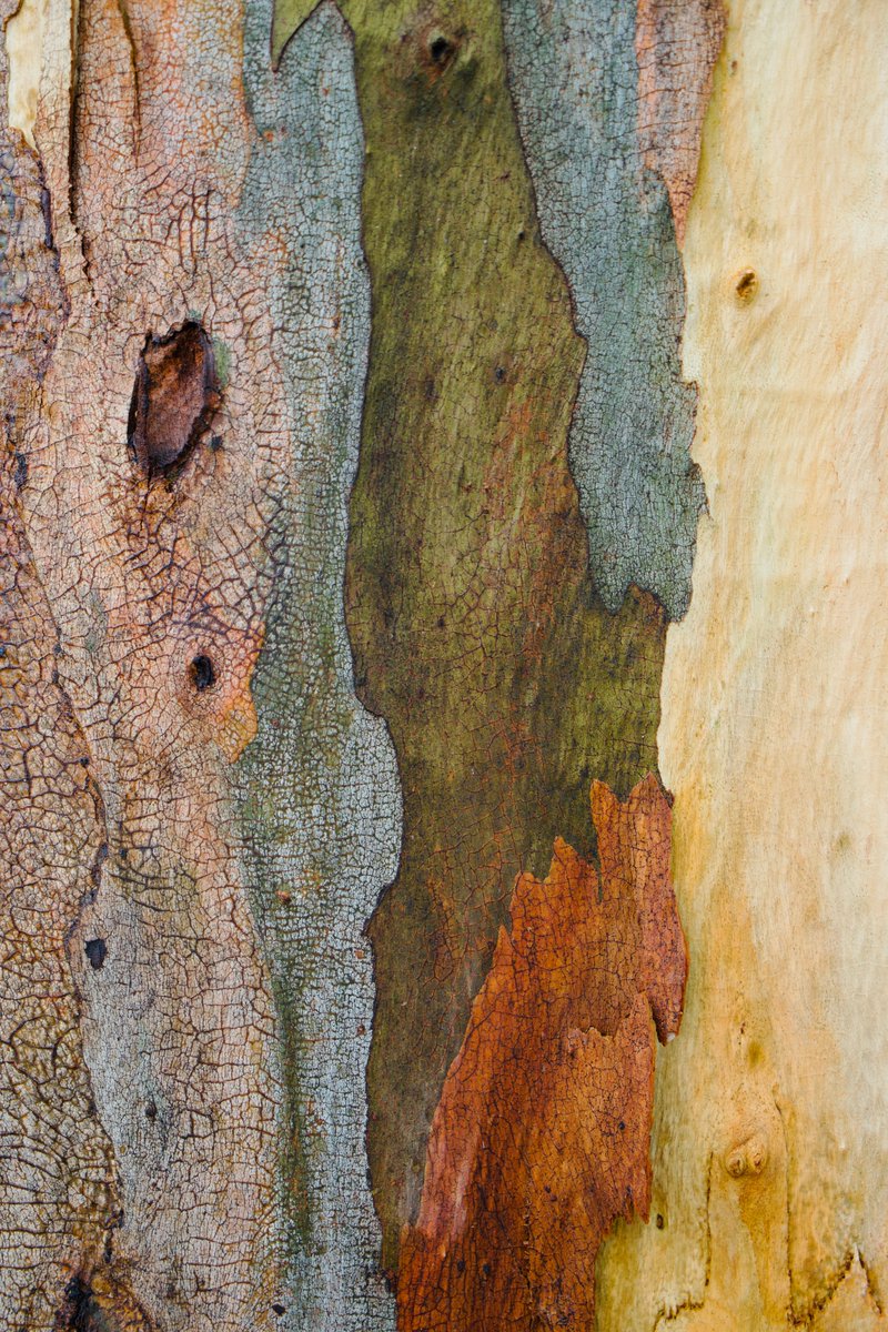 ninakillham's tweet image. Please save our trees @DanielAndrewMP @ingridstitt #stopnativelogging now