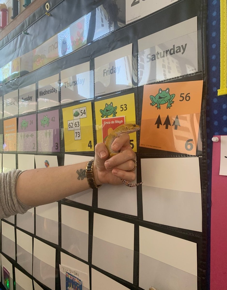 When Ziggy Stardust, the most fabulous first grade gecko runs Number Corner, it's a win! <a href="/Andrea_ParaLife/">Andrea Price ☮️</a> <a href="/JayBilly2/">Jay Billy</a> <a href="/misscoleteacher/">Miss. Cole(She/Her)</a> <a href="/KBurke4242/">Kristin S. Burke (she/her)</a> #bridgesmath #bfrocks #numbercorner