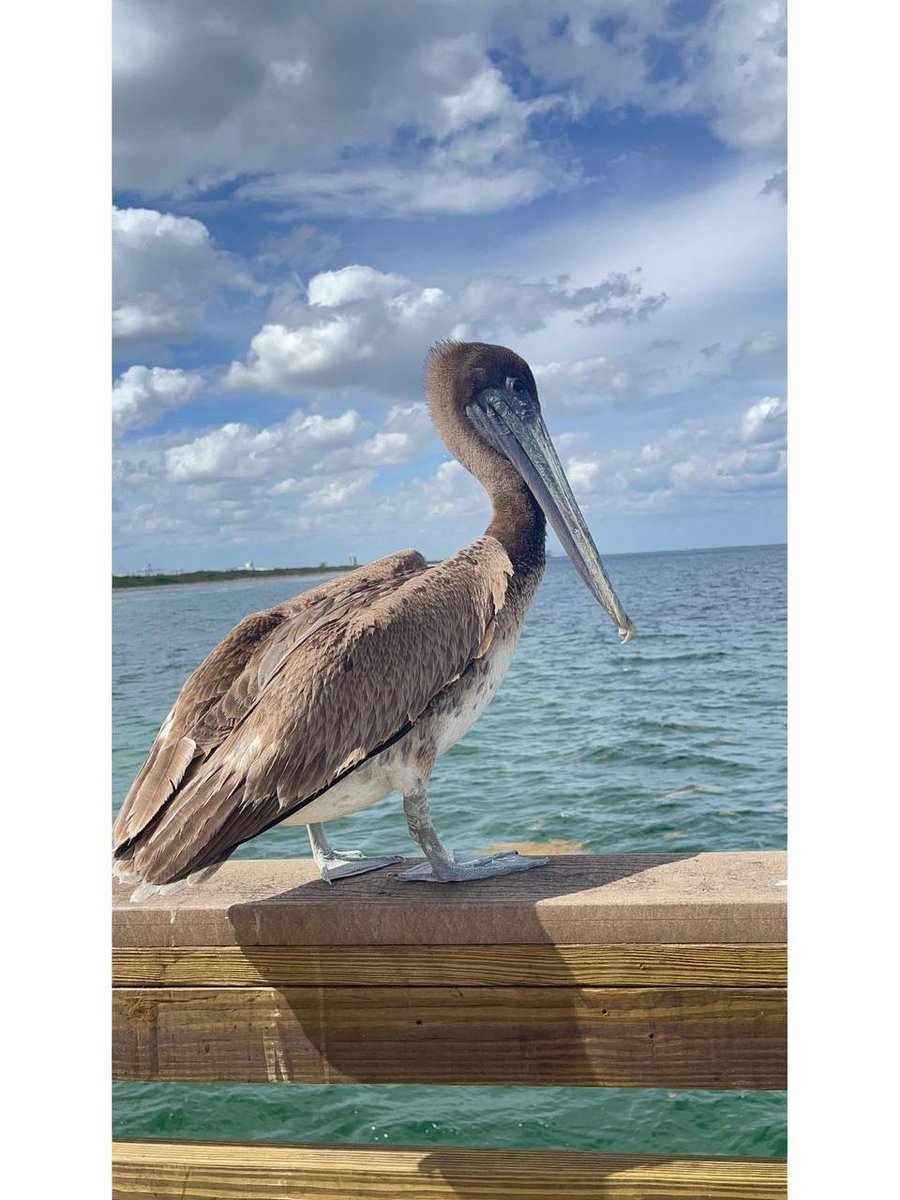 cepotdtp's tweet photo. This duck's beak is a bit long https://t.co/2Wph1gtU9k
