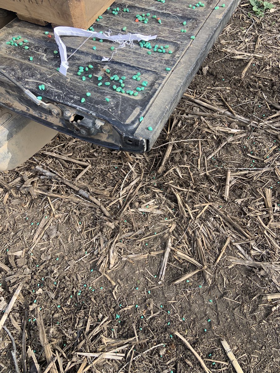 PlsntVlyFarmer's tweet photo. If I was an IL pool boy, I’d grow 240 bushel corn off the seed I spilled off the tailgate, @cynicalmilkmaid. #Phapps https://t.co/NNOCSooFQY