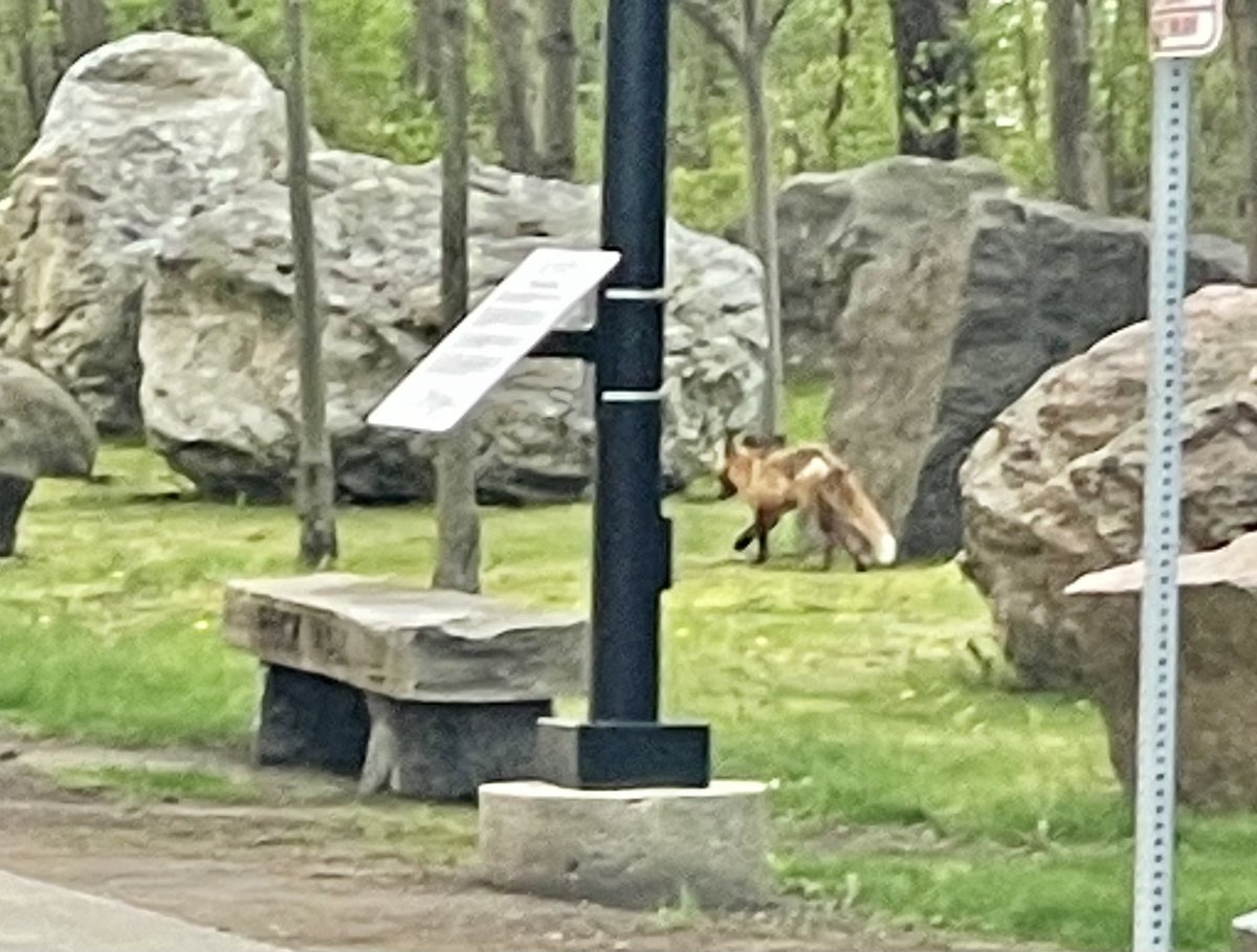 powersoprano's tweet photo. Enjoying the Rock Walk @ U of T Scarborough #UTSC UofT https://t.co/MiSwvZRR2r