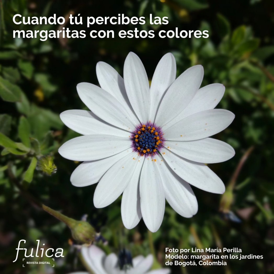 1. ¿Sabías que además de los vistosos colores de las #flores 🌸🌺🌹🌻para atraer a los #polinizadores🦋🐝, algunas flores🌼 también tienen la capacidad de reflexión #ultravioleta? 🧵👇🏽

#pollinators