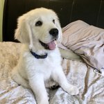 Photo by Dogs 🐶 (@DailyiDogs)