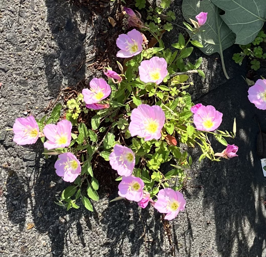 暑い😵陽気が良すぎて暑いです🌻皆さん体調を崩さないようにお気をつけてください☺️おはようございます🌞