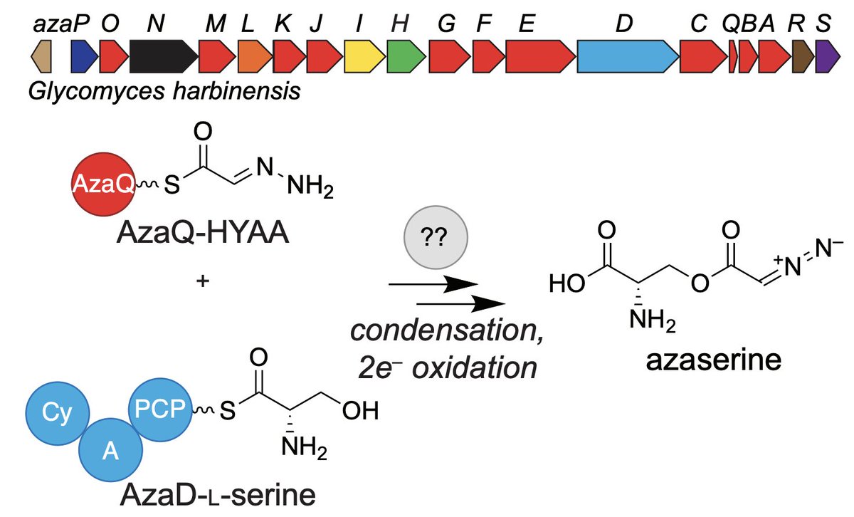 Enzyme Chemistry tweet media