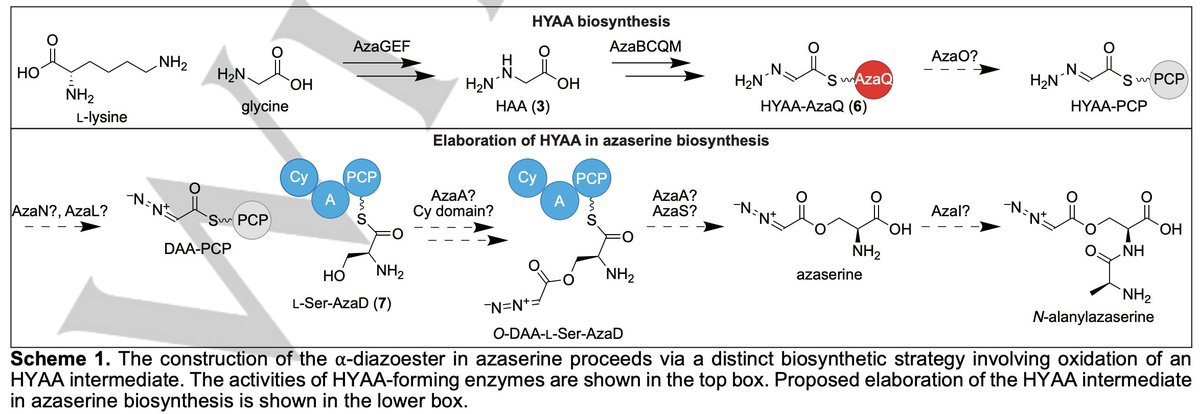 Enzyme Chemistry (@enzymechemistry) on Twitter photo Discovery of the Azaserine #Biosynthetic Pathway Uncovers a Biological Route for α-Diazoester Production by <a href="/DevonVanCura1/">Devon Van Cura</a>, Tai Ng, Jing Huang, Harry Hager, John <a href="/HartwigGroup/">The Hartwig Group</a> <a href="/UCB_Chemistry/">College of Chemistry</a>, Jay <a href="/Keasling_Lab/">Keasling Lab 🏳️🌈🏳️⚧️</a>, Emily <a href="/BalskusLab/">Emily Balskus</a> <a href="/HarvardCCB/">Harvard Chemistry</a> in <a href="/angew_chem/">Angewandte Chemie</a> onlinelibrary.wiley.com/doi/10.1002/an… Discovery of the Azaserine #Biosynthetic Pathway Uncovers a Biological Route for α-Diazoester Production by <a href="/DevonVanCura1/">Devon Van Cura</a>, Tai Ng, Jing Huang, Harry Hager, John <a href="/HartwigGroup/">The Hartwig Group</a> <a href="/UCB_Chemistry/">College of Chemistry</a>, Jay <a href="/Keasling_Lab/">Keasling Lab 🏳️🌈🏳️⚧️</a>, Emily <a href="/BalskusLab/">Emily Balskus</a> <a href="/HarvardCCB/">Harvard Chemistry</a> in <a href="/angew_chem/">Angewandte Chemie</a> onlinelibrary.wiley.com/doi/10.1002/an…