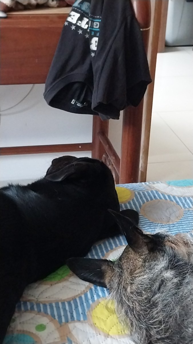 joserestrepo_es's tweet image. El sueño vespertino de cada día.  Lupe y Niky  #InPractice