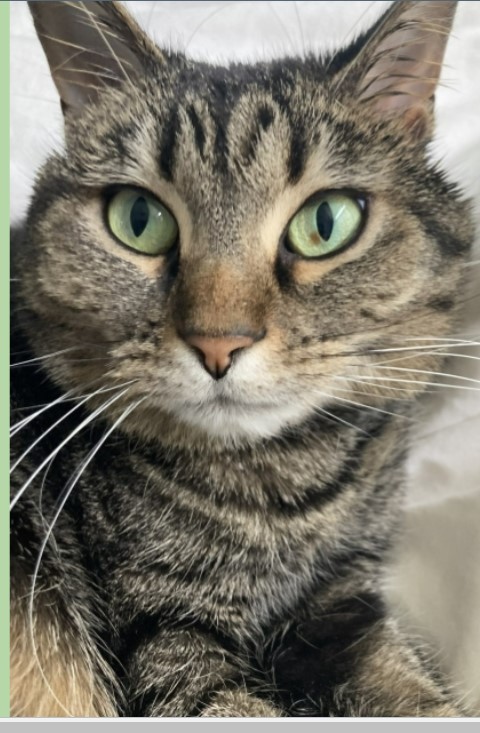 Amy Panfalone tweet media