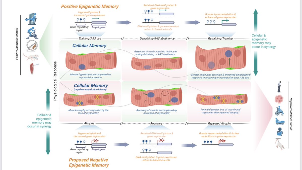 Professor Adam Sharples (@dradampsharples) on Twitter photo Out just now! <a href="/AJPCellPhys/">AJP-Cell Physiology</a>
Skeletal muscle memory
<a href="/dcturner93/">Daniel Turner</a> and I try to provide the most comprehensive review of the advances in skeletal muscle memory research to date!
journals.physiology.org/doi/abs/10.115… Out just now! <a href="/AJPCellPhys/">AJP-Cell Physiology</a>
Skeletal muscle memory
<a href="/dcturner93/">Daniel Turner</a> and I try to provide the most comprehensive review of the advances in skeletal muscle memory research to date!
journals.physiology.org/doi/abs/10.115…