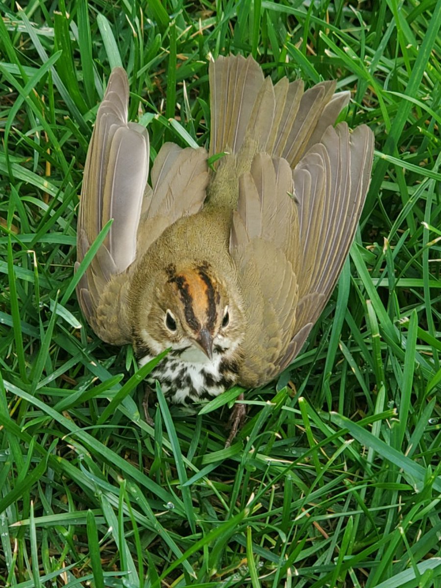CEES_IUI's tweet photo. The intensity of spring migration is picking up! Four birds were found today during building surveys for the campus Bird Window Strike Project. This ovenbird (a type of warbler) survived, but appears to gave sustained a wing injury. https://t.co/SRYMrCQToE
