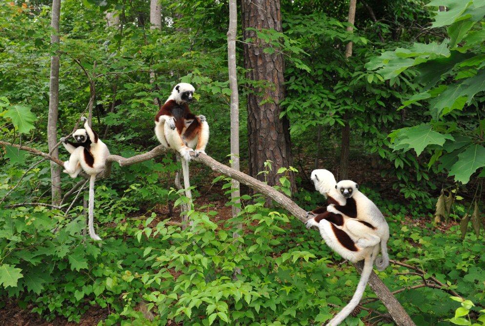 lijuana56's tweet photo. #sendmonkey les Sifakas ou propithèques sont un genre de primates lemuriformes. Qui dit lémuriens dit ,ça vit à Madagascar 😁
Il en existe 9 espèces ,avec des variations de couleurs et de poids qui vont de 5-8 kg . Ils mesurent entre 40-50cm avec une queue de même longueur   1/ https://t.co/5OY2ak7uUj