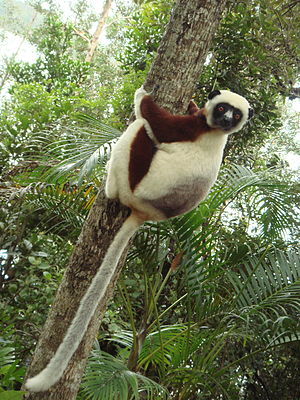 lijuana56's tweet photo. #sendmonkey les Sifakas ou propithèques sont un genre de primates lemuriformes. Qui dit lémuriens dit ,ça vit à Madagascar 😁
Il en existe 9 espèces ,avec des variations de couleurs et de poids qui vont de 5-8 kg . Ils mesurent entre 40-50cm avec une queue de même longueur   1/ https://t.co/5OY2ak7uUj