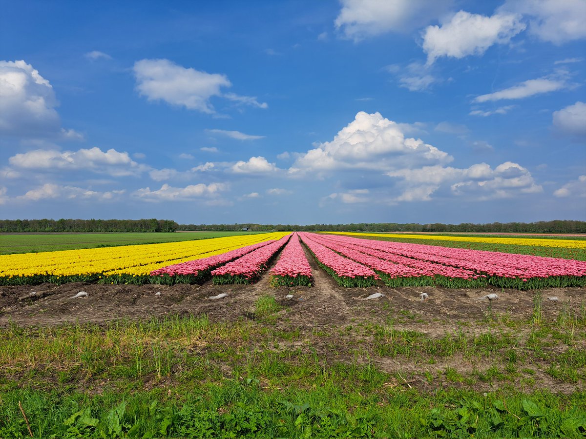 Cees Beukema tweet media