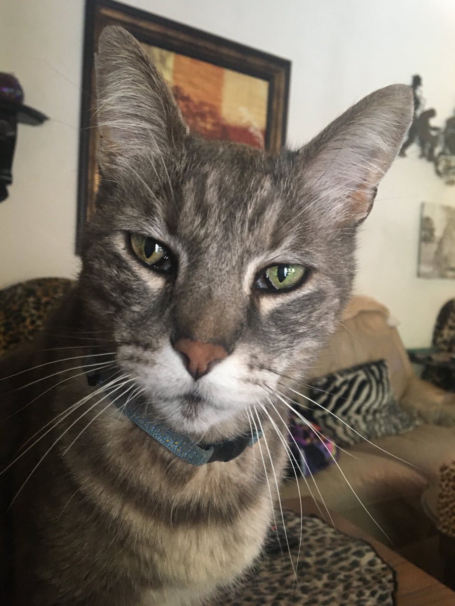 This is my cat - his name is Spirit