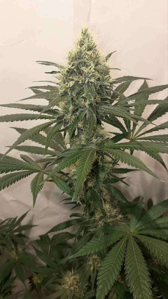 AdrycManellson's tweet photo. #Fantasías sobre un #TimeLap de #SativaDream @Kannabia_Samen en #AdrycsCove, #PureTent #RefBlanca bajo #PureLedQ240Wts @ThePureFactory_ #Sust #CocoAllMix @ProXL_Spain powered todo by @DPlantasur 🥰.
Weed Tarde Verde Mundo,
Alegría, Paz, Olas y #SemisDeColección...🧚♂️😎 https://t.co/kXXRcYNz9P