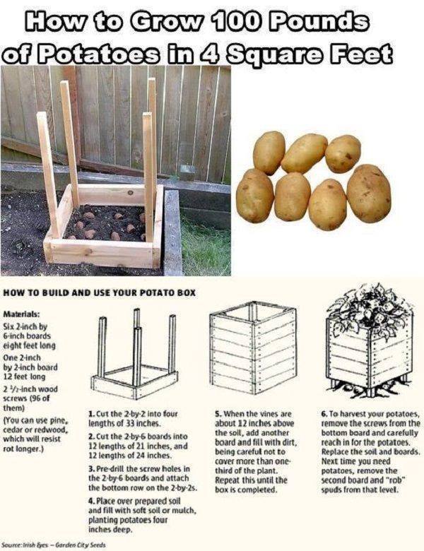 rockwater_'s tweet photo. Growing Potatoes Hack
Small space gardening trick for growing potatoes #growfood #backyardhomesteading #backyard #urban #urbangarden #patiogarden #victorygarden #smallspace #smallspacegarden #gardenhack #gardentrick #squarefoot #squarefootgardening #squarefootgarden #diy #howto https://t.co/NoIO821ijr