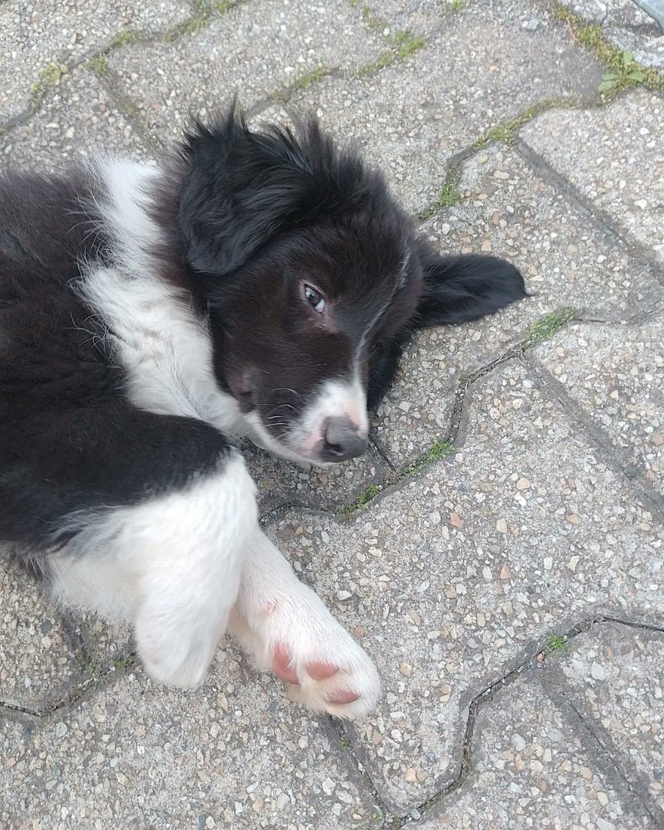 super_Manu_'s tweet photo. "Good boy"
#cane #canide #bordercollie https://t.co/C4ifZ5SnfK