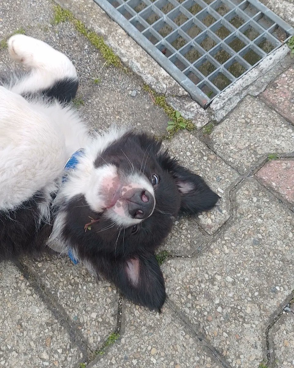 super_Manu_'s tweet photo. "Good boy"
#cane #canide #bordercollie https://t.co/C4ifZ5SnfK