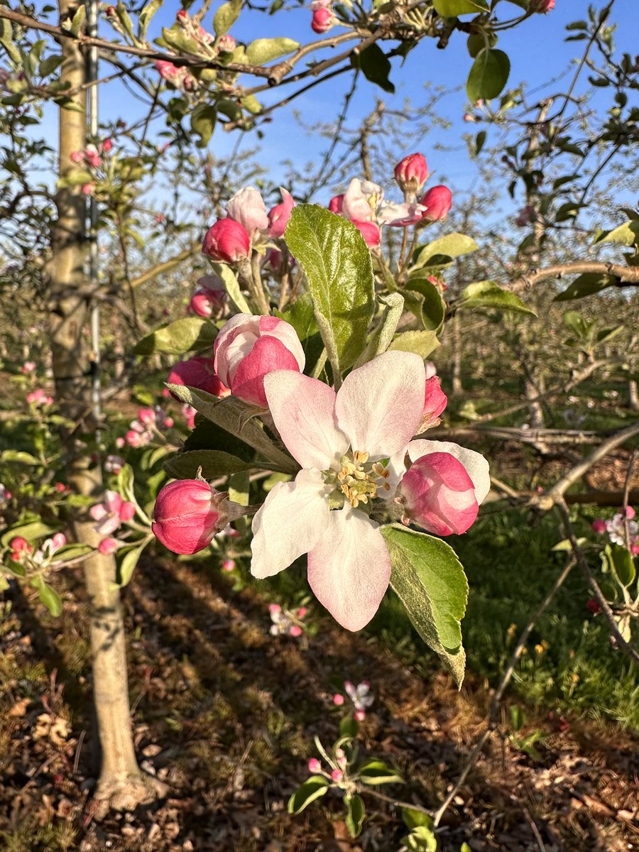 So good to see lots of beneficial insects out already 🐞🐝🕷️ <a href="/suncrestapples/">Suncrest Orchards</a>  #ontag #onappleaday #ipm