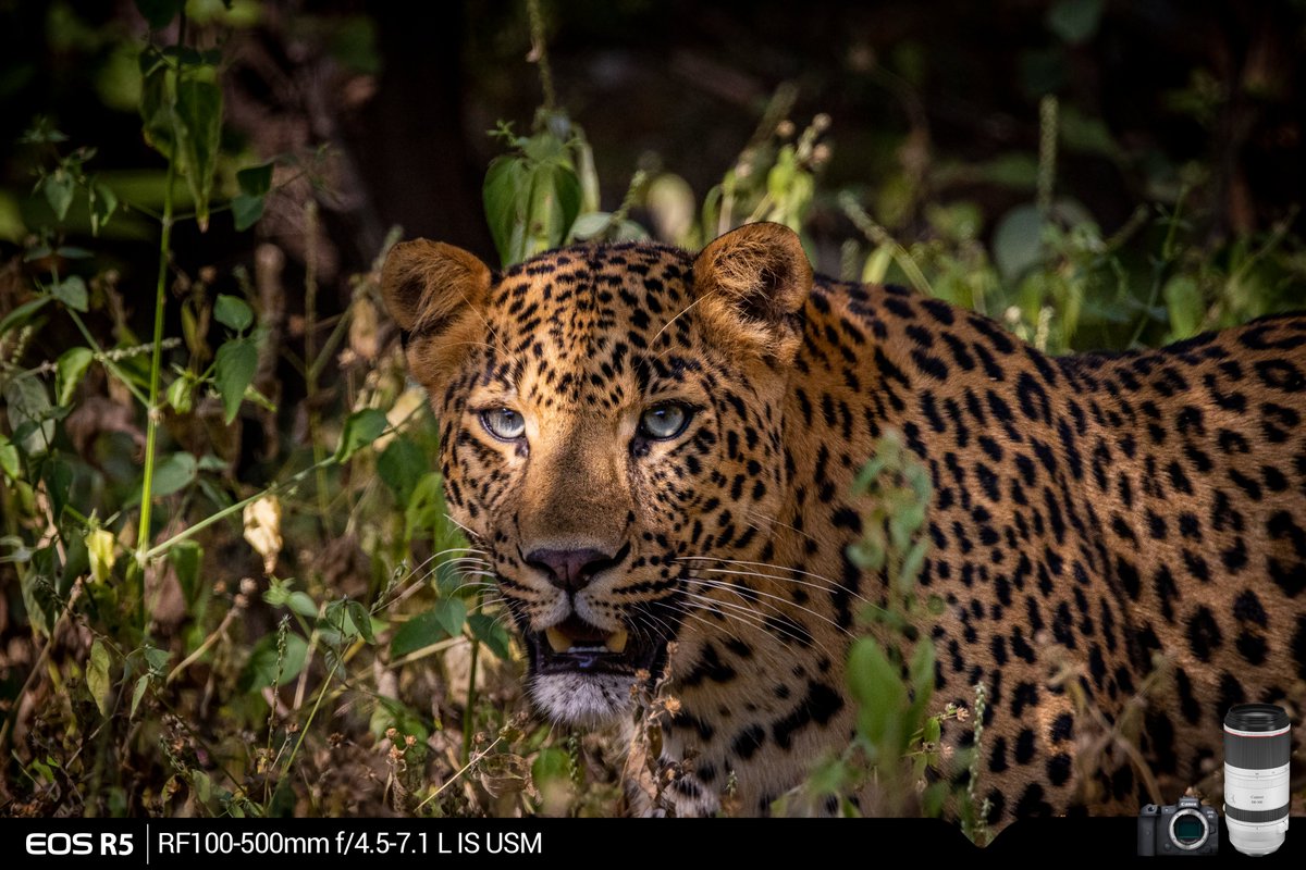 Canon_India's tweet photo. A stare that scares.
#CapturedOnCanon by our #EOSAmbassador Shivang Mehta.
Camera: Canon EOS R5
Lens: Canon EF100-500mm f/4.5-7.1 L IS II USM
#CanonIndia #CanonPhotography #WildlifePhotography #Delighting #DelightingYouAlways #Wildlife https://t.co/KTq2pq8Rzk