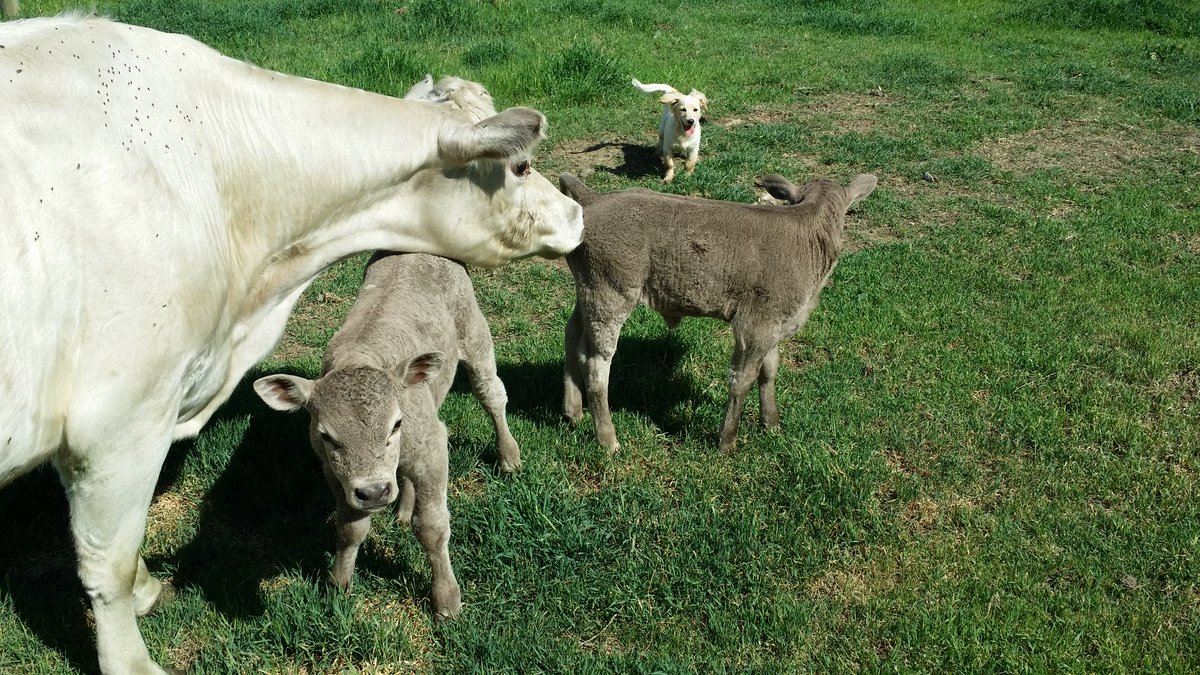Maxfrix's tweet image. How about twins? @MandyCottrell