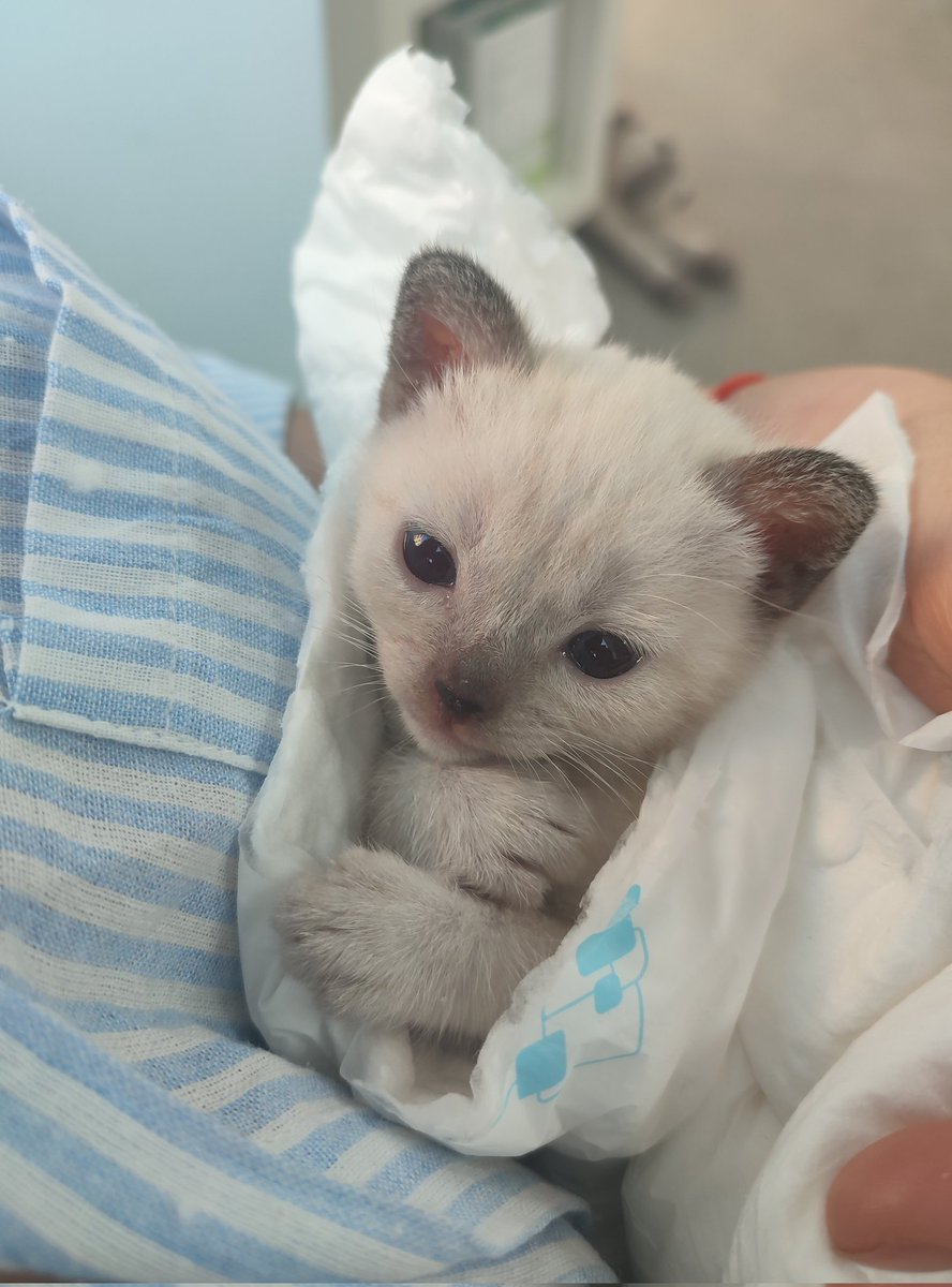 Tengo gatitos en adopción.
MD si estás interesado. 
Valencia o alrededores.

Rt para ayudar ❤️