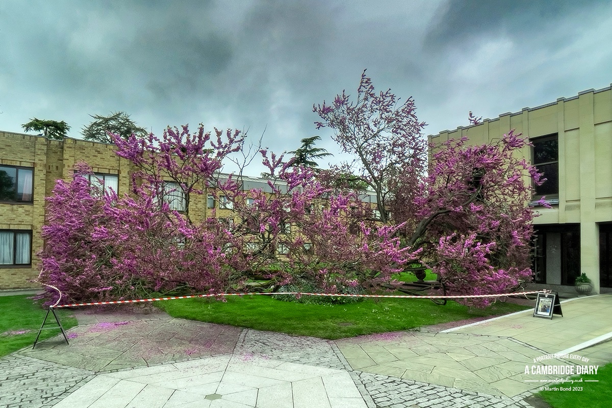 A Cambridge Diary (@acambridgediary) on Twitter photo A sad day at <a href="/WolfsonCam/">Wolfson College</a> as their iconic Judas tree, which has welcomed generations of students to the College, has fallen. Rotting at the base of the tree had created structural weakness, and the branches, which were already so close to the ground, finally but gently collapsed. A sad day at <a href="/WolfsonCam/">Wolfson College</a> as their iconic Judas tree, which has welcomed generations of students to the College, has fallen. Rotting at the base of the tree had created structural weakness, and the branches, which were already so close to the ground, finally but gently collapsed.