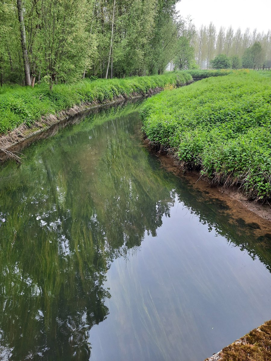 EddyVoets's tweet photo. Glashelder water in riviertje in Stevoort https://t.co/S8tFGddpTO