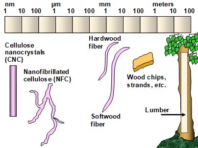 Read our Co-Editor's latest #reviewarticle: #Self-assembly fundamentals in the reconstruction of #lignocellulosic materials.

buff.ly/3nIyNH5

#BioResJournal #openaccess #biosynthesis #thermodynamics #composites #nanostructures #hydrogenbonds #Self-organization #cellulose