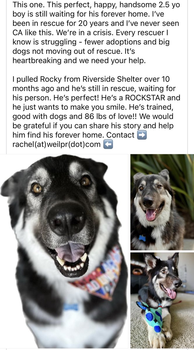 #LosAngeles #California #doglovers - this one is an sos. Please share far & wide! Via @RachelWeil