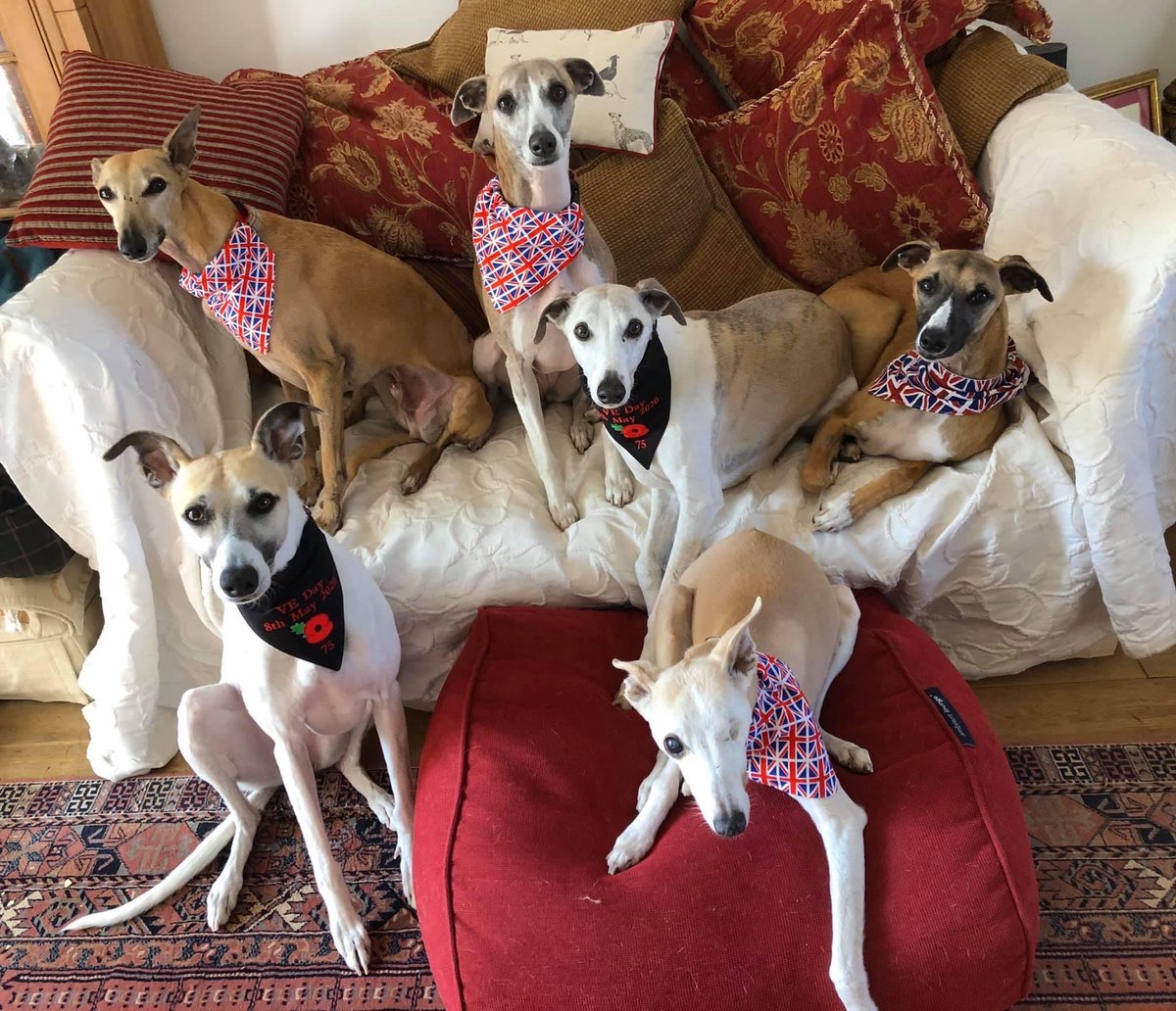 Three years ago 8 th May .. we celebrated VE Day with 
TessTess Doggy 🌈

❤️❤️❤️