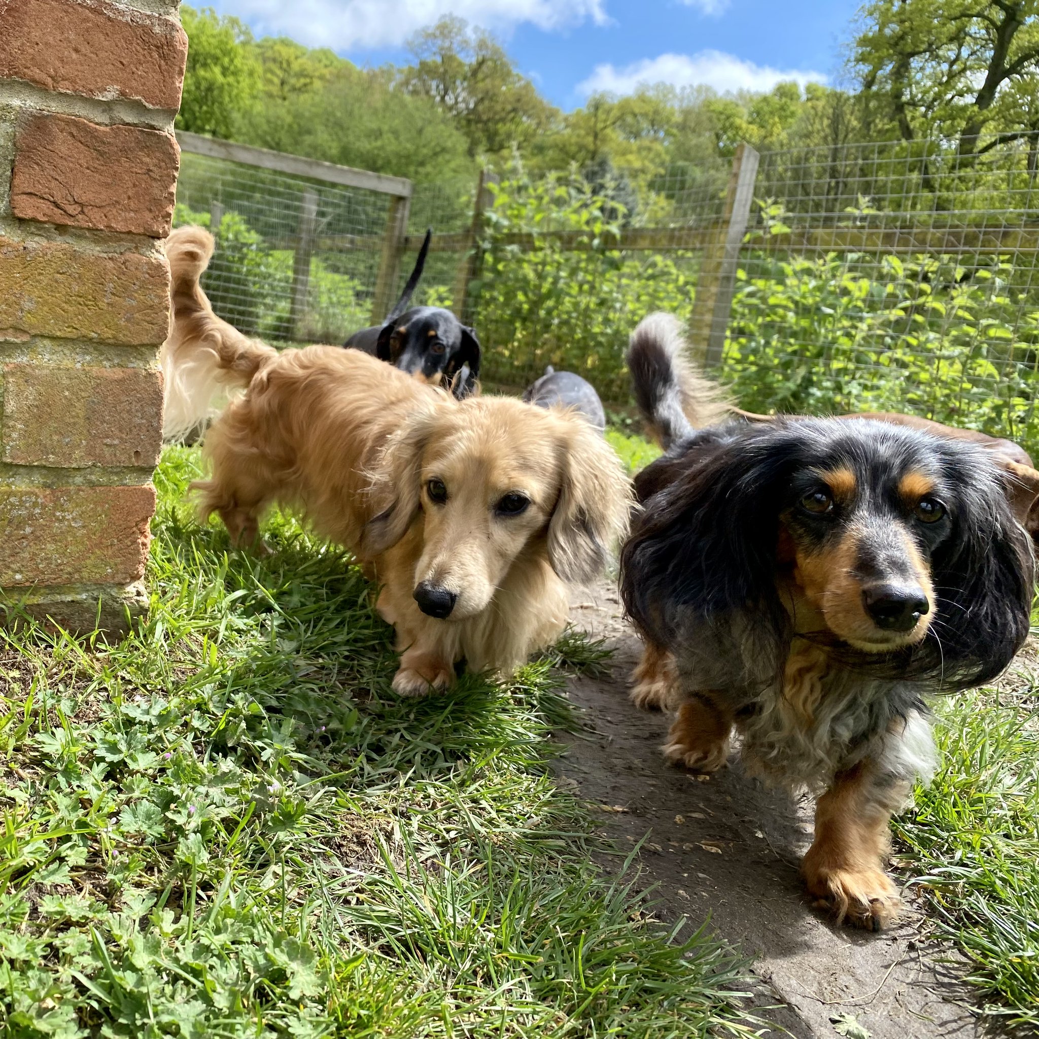 Sausage Dog Hotel on Twitter "Starting to relocate, must be nearly dinnertime... https//t.co