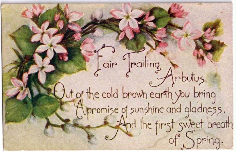 LMMontgomeryLS's tweet image. “I’ve had such a lovely walk in the May twilight; I stopped by the barrens and picked these Mayflowers; I came through Violet-Vale; it’s just a big bowlful of violets now — the dear, sky-tinted things. Smell them, Marilla — drink them in.”

ANNE OF THE ISLAND
#Mayflowers #May