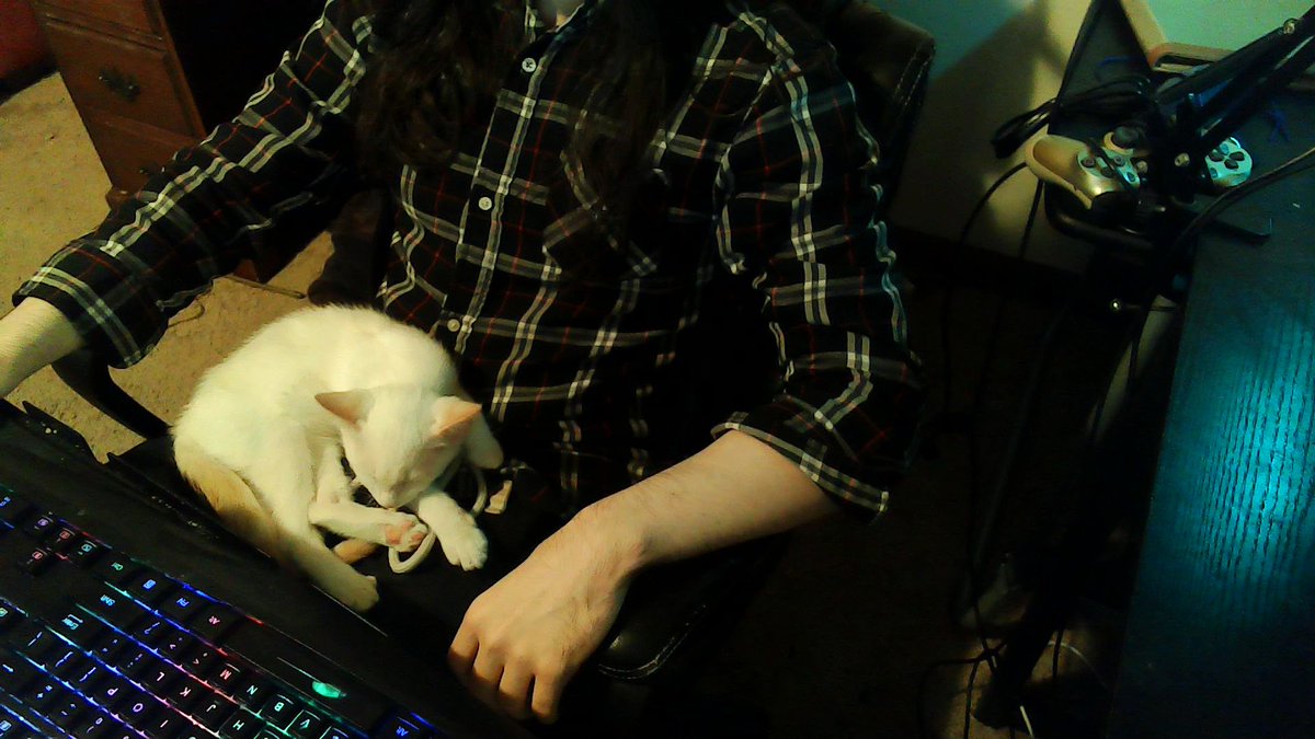 DistractionCrab's tweet photo. Foster kitten Day 1: 6 hours of play time, with a few hours of sleep https://t.co/cPKRXUNjg8
