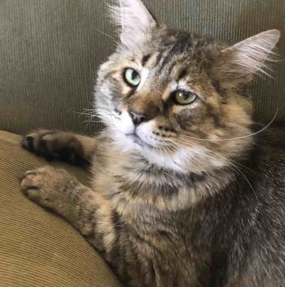 catsnkittys's tweet photo. 14 Year Old Street Cat Helps Orphaned Kittens in Need 
Runt the tabby cat had spent most of his life on the street, then he found the home he always wanted and started helping other #kittens in need. 
CLICK to view > https://t.co/3s7P7zFRdE https://t.co/nztVFyep2Y