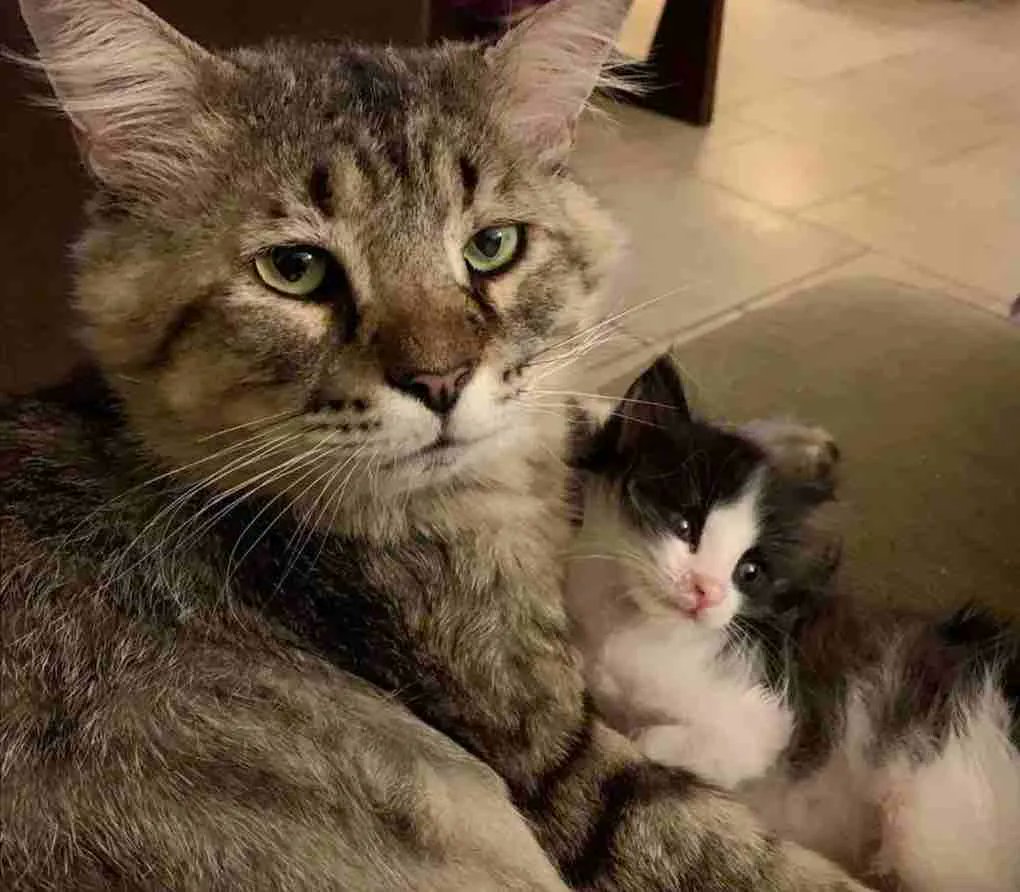 catsnkittys's tweet photo. 14 Year Old Street Cat Helps Orphaned Kittens in Need 
Runt the tabby cat had spent most of his life on the street, then he found the home he always wanted and started helping other #kittens in need. 
CLICK to view > https://t.co/3s7P7zFRdE https://t.co/nztVFyep2Y