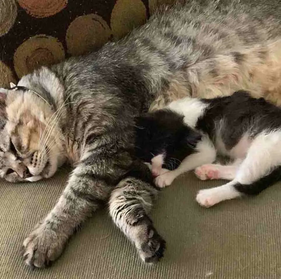 catsnkittys's tweet photo. 14 Year Old Street Cat Helps Orphaned Kittens in Need 
Runt the tabby cat had spent most of his life on the street, then he found the home he always wanted and started helping other #kittens in need. 
CLICK to view > https://t.co/3s7P7zFRdE https://t.co/nztVFyep2Y