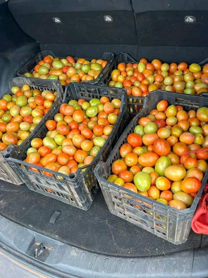 BFm10447235's tweet photo. Entrepreneuriat jeune Mali 🇲🇱
Lui c'est Alpha Ba , un soldat de la terre, un jeune engagé pour l'autosuffisance alimentaire.
Il évolue dans l'agriculture et l'élevage !
Alpha fait partie des jeunes qui ont compris que l'entrepreneuriat est la solution au problème du chômage https://t.co/NzM4zkrsU5